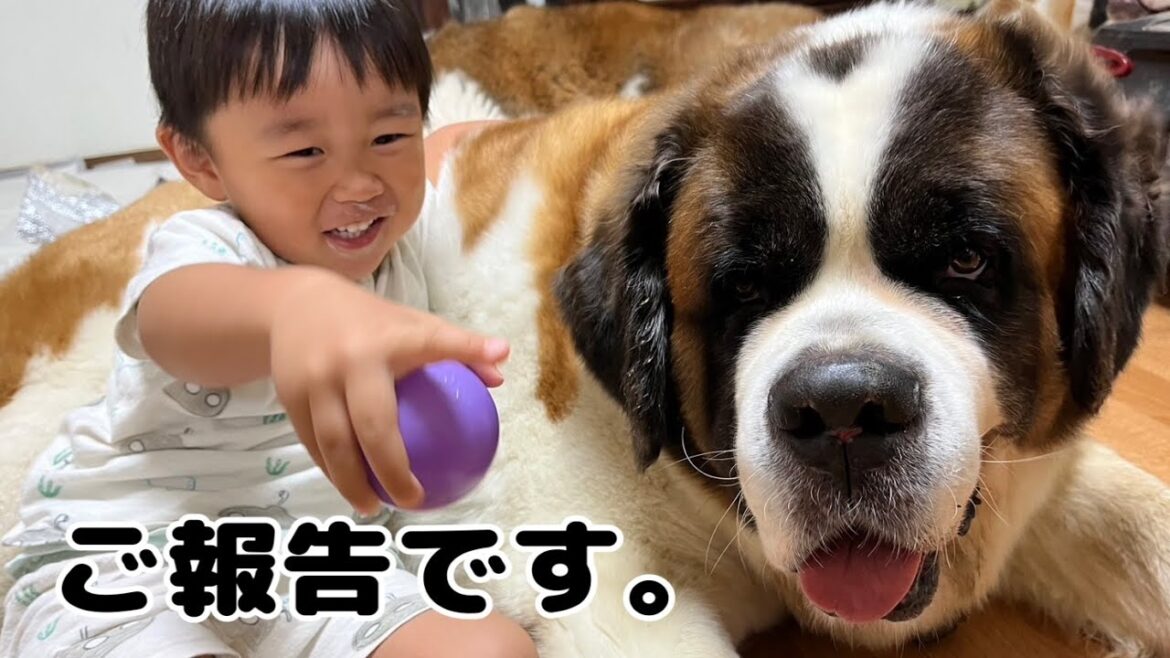 【ご報告】ももちゃんが全くご飯を食べなくなりました。