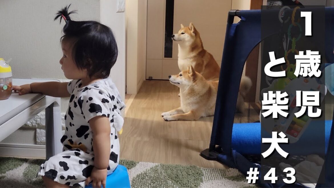 歩く様になった１歳児は、おかしな行動をとり柴犬達を探して徘徊する
