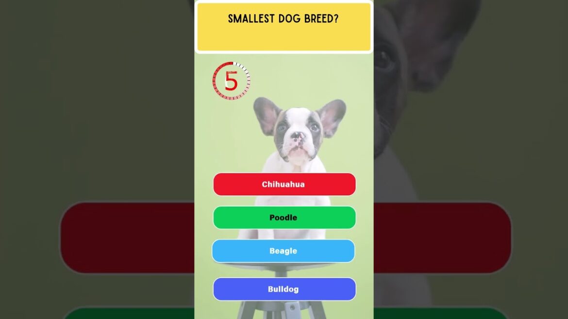 Smallest Dog Breed in the World! #terrier #foxterrier #yorkshireterrier #maltese #bichonfrise #quiz