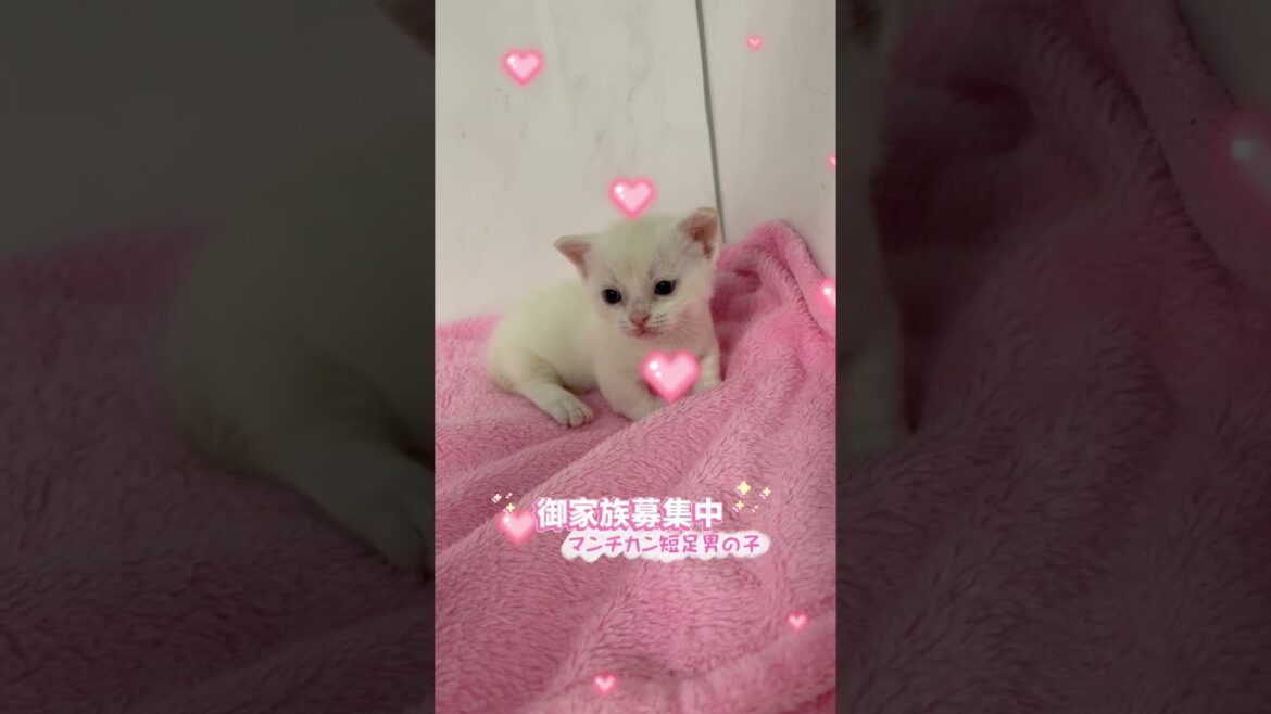 マンチカン短足男の子🩷 【お問合せ詳細は説明欄に記載あります】 #スクーカム #ブリーダー直販 #マンチカン #ミヌエット #ラパーマ #子猫 #子猫販売 #猫 #猫のいる暮らし #猫動画