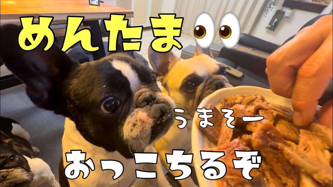 美味しいものを見ると目玉ひんむくフレンチブルドッグｗ