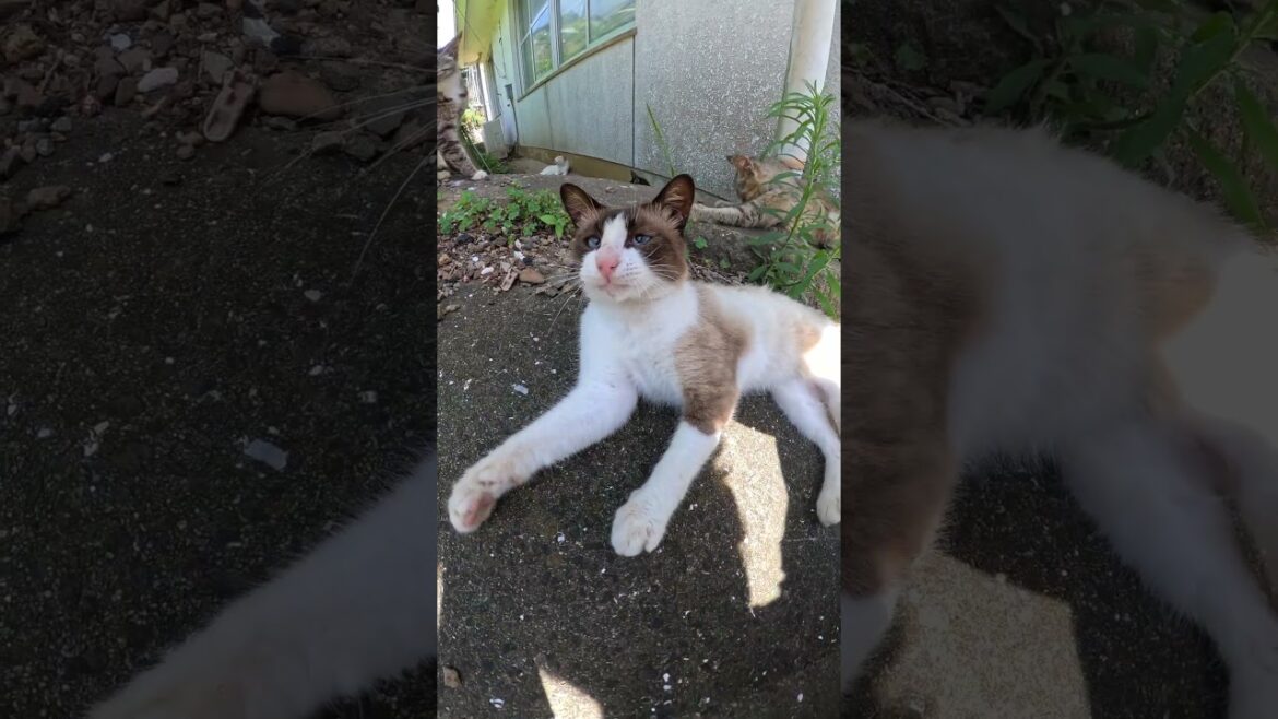 モフると手を噛んでくるシャム猫 #野良猫ちゃん #ネコ #cat モフると手を噛んでくるシャム猫 #野良猫ちゃん #ネコ #cat