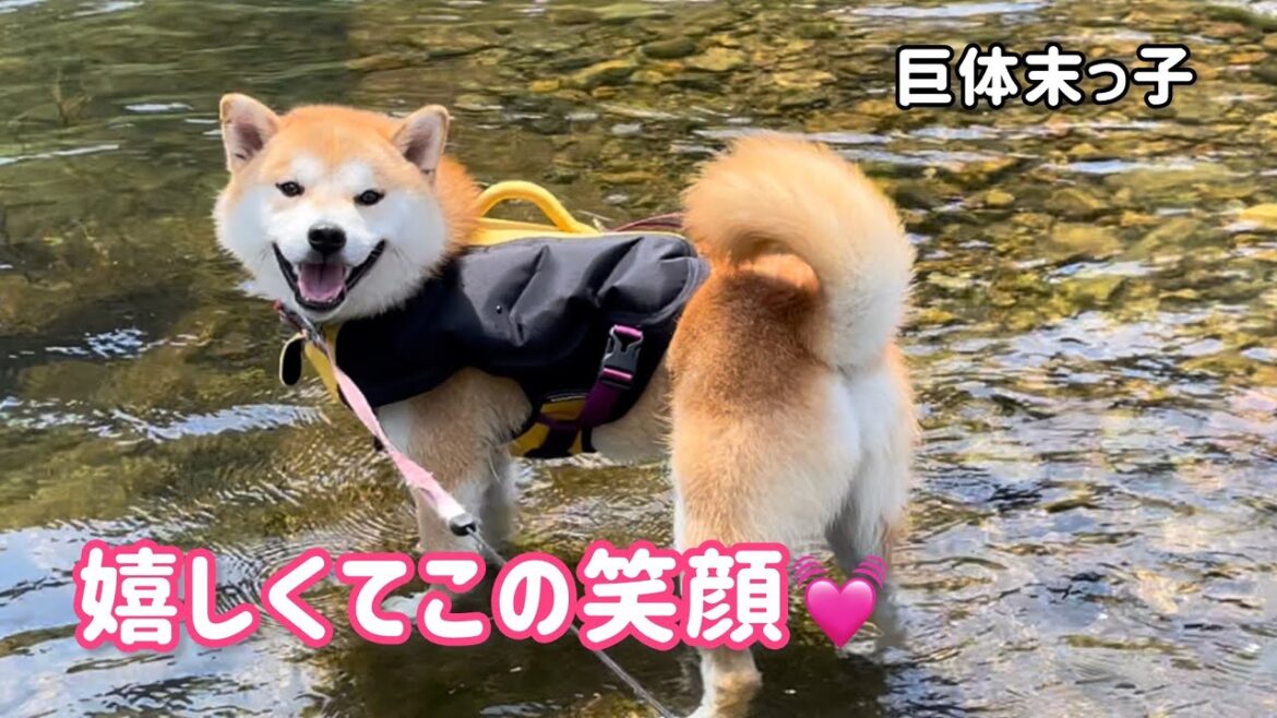 １匹だけ川遊びに連れて来たら嬉しさが止まらない柴犬末っ子が可愛い