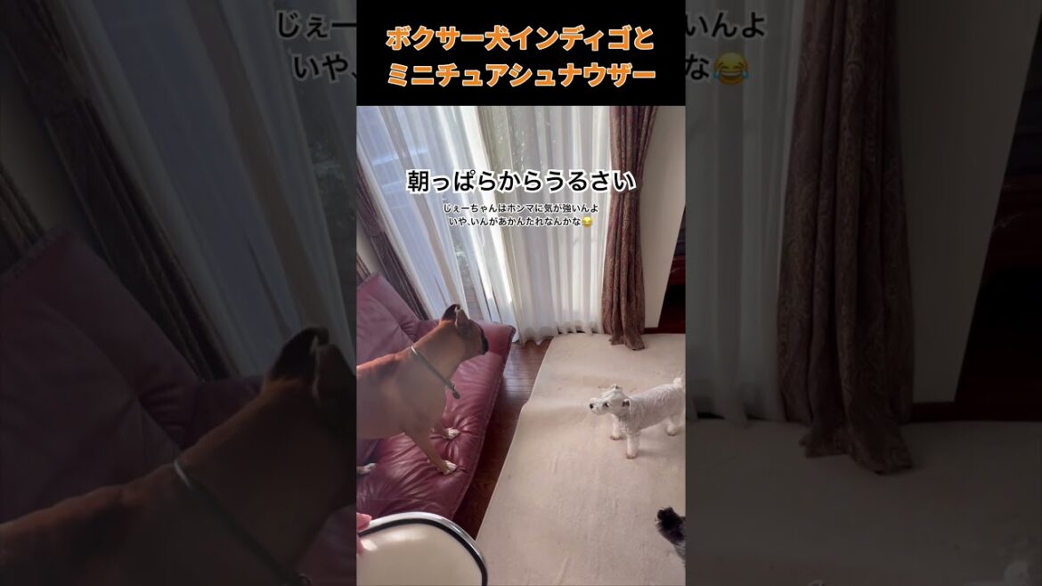 【ボクサー犬インディゴとミニチュアシュナウザー】朝から暴れすぎ!!! #shorts #ボクサー犬 #ミニチュアシュナウザー