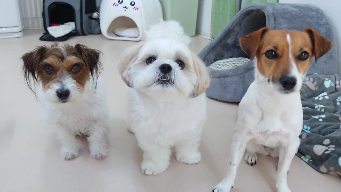 ジャックラッセルガールに挟まれてご満悦なシーズーあんくん 🐶ひみつきちなう!②🐶  2024年7月22日 ジャックラッセルガールに挟まれてご満悦なシーズーあんくん 🐶ひみつきちなう!②🐶  2024年7月22日