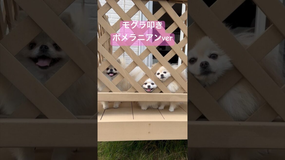 3匹で柵の中から顔を出すポメラニアン！#pomeranian #博美犬 #포메라니안