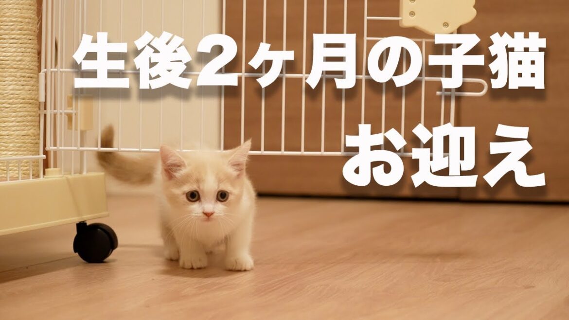 生後2ヶ月の子猫がはじめて家にきた様子