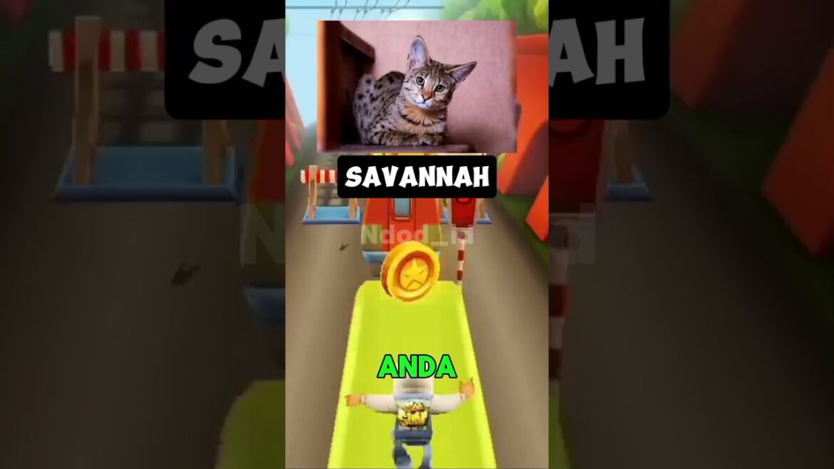 ๐ฑ๐ฑ๐ฑ 5 KUCING TERMAHAL DIDUNIA #shorts ๐ฑ๐ฑ๐ฑ 5 KUCING TERMAHAL DIDUNIA #shorts