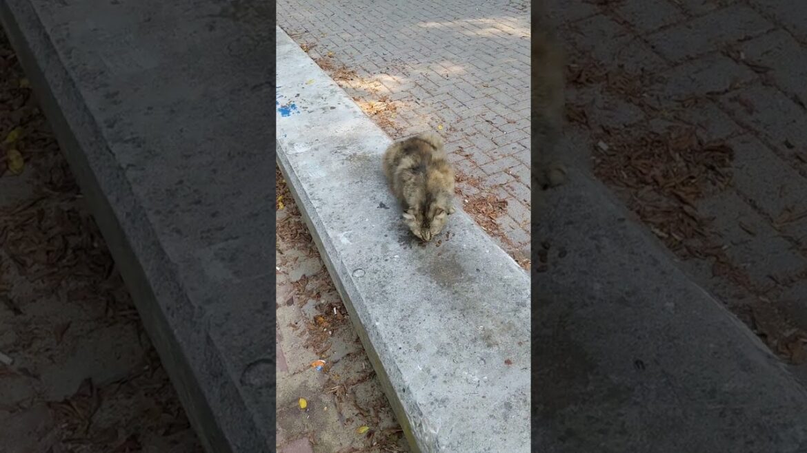 Уличная сибирская кошка кушает еду 😻 Stray Siberian cat eating food 🐈 Funny cats Animals Nature Pets