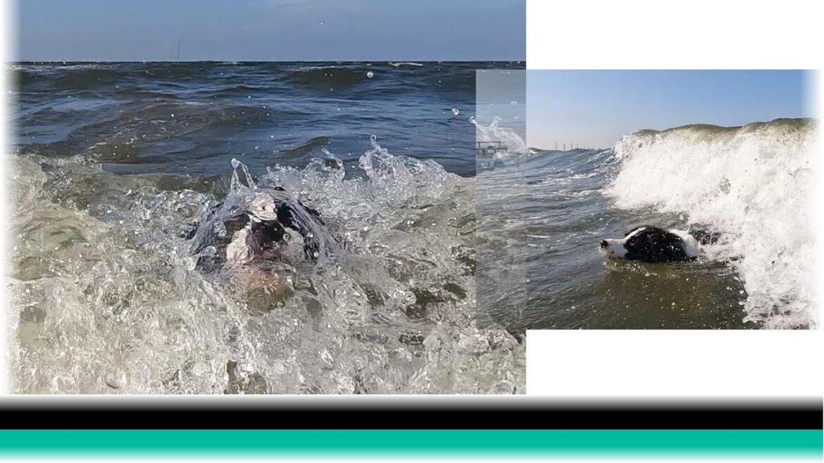 海の波に乗れなかったボーダーコリー【保護犬4年目】