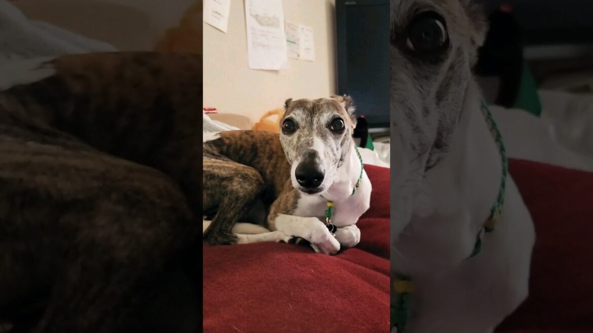 はぁ～カワイイ♥️おじさんウィペットカイトちゃん🐶 Whippet Dog KAITO Uncle So so so Cute♥️