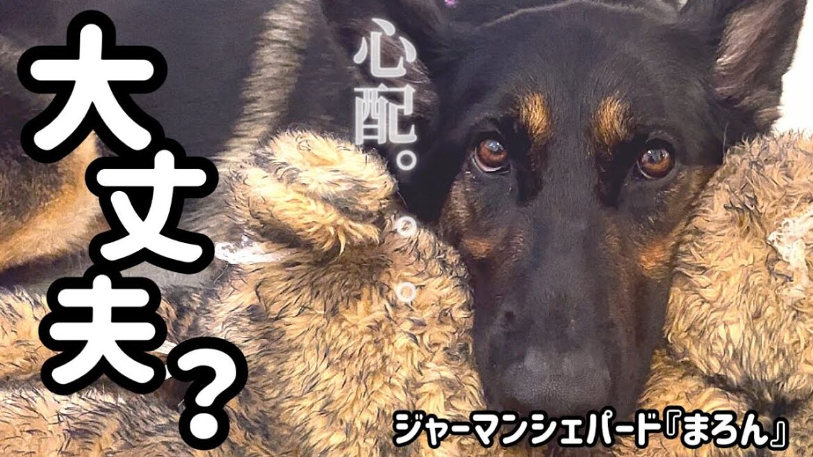 【ジャーマンシェパード】孫1号2号が泊まりに来てワンコたちは大騒ぎで楽しそう🐶でも。。。。夜中に孫1号発熱😭