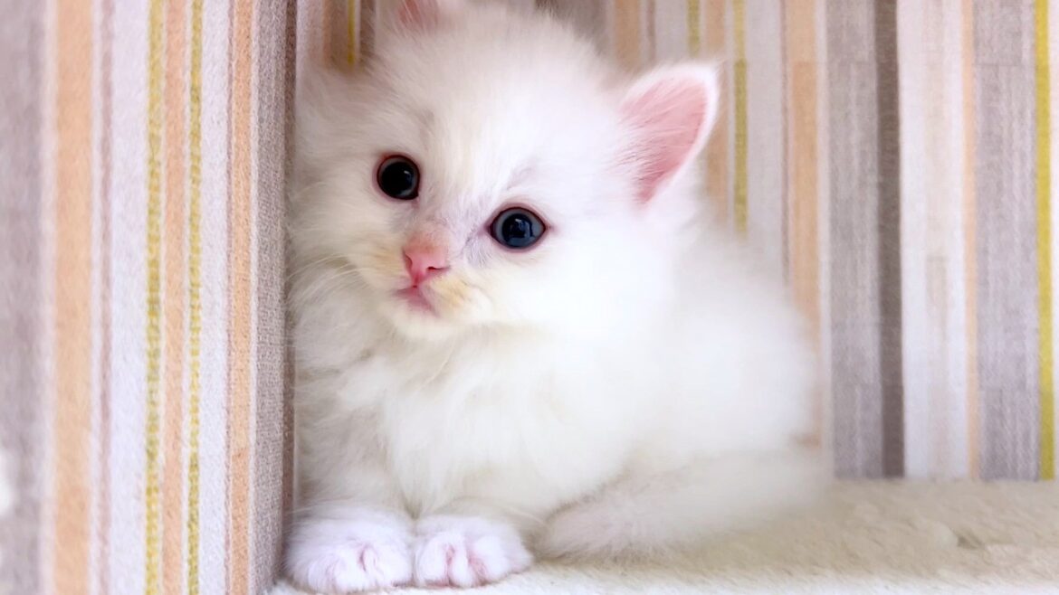 【マンチカンの子猫】各階の子猫達の様子を覗いてみた件 ~猫のいる生活Vol.991~出産動画 マンチカン短足・ミヌエット・ペルシャ猫専門ブリーダー『ペット蔵人』【子猫の成長記録】 【マンチカンの子猫】各階の子猫達の様子を覗いてみた件 ~猫のいる生活Vol.991~出産動画 マンチカン短足・ミヌエット・ペルシャ猫専門ブリーダー『ペット蔵人』【子猫の成長記録】