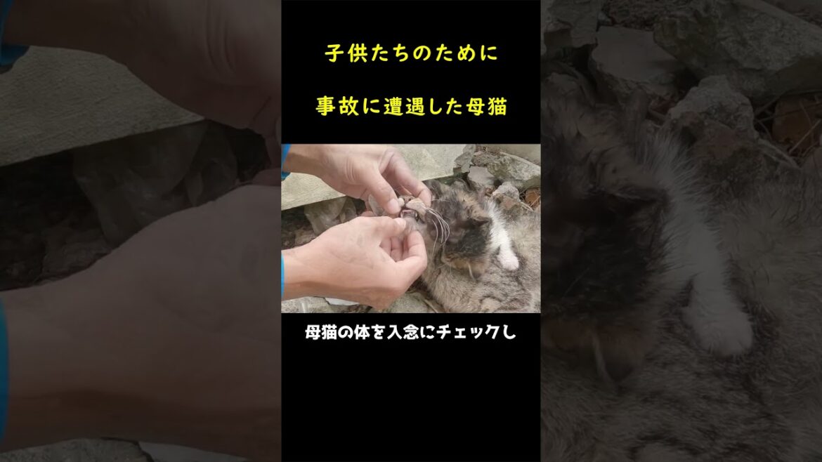 瀕死の母猫を温めようとする子猫たち！！🐈