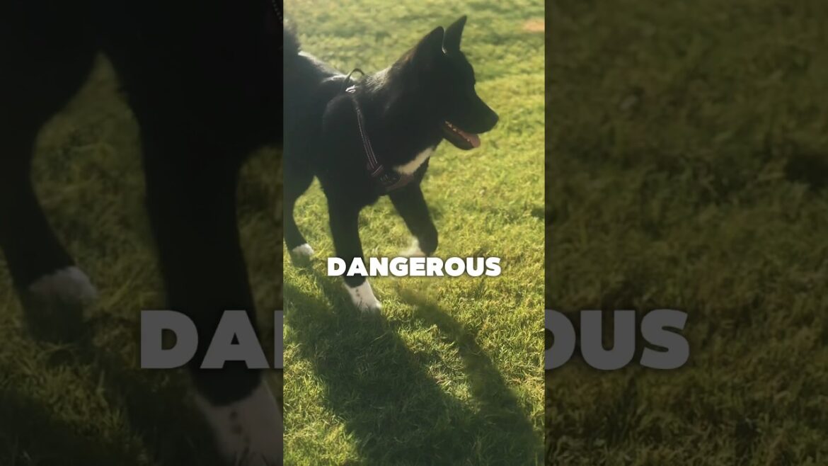 “the most dangerous animal on this planet…”😆🖤💜 #akita #puppy