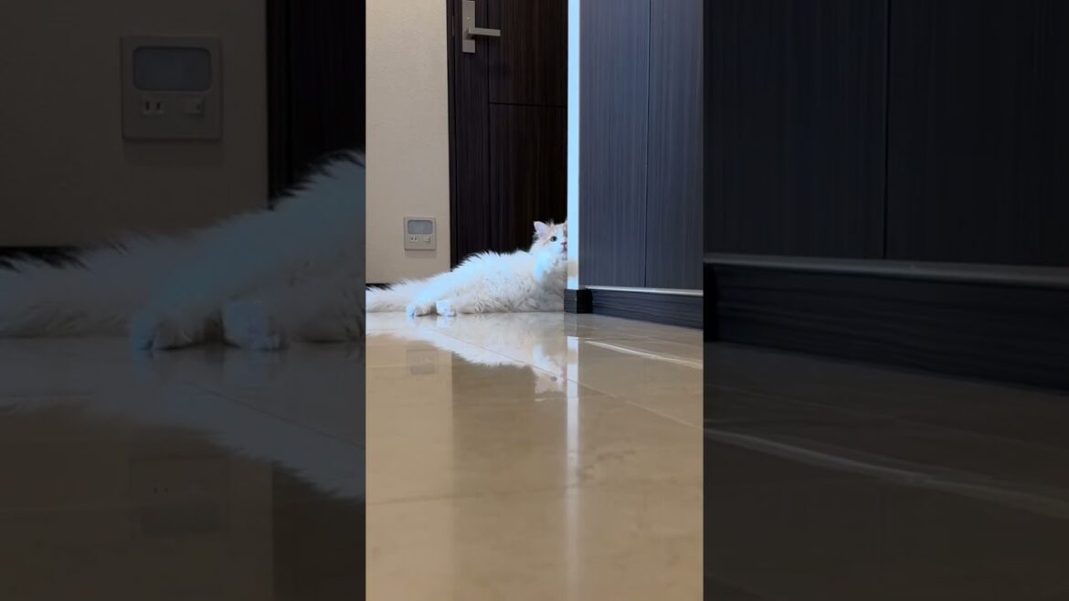 ひょっこり出てくる猫 #shorts