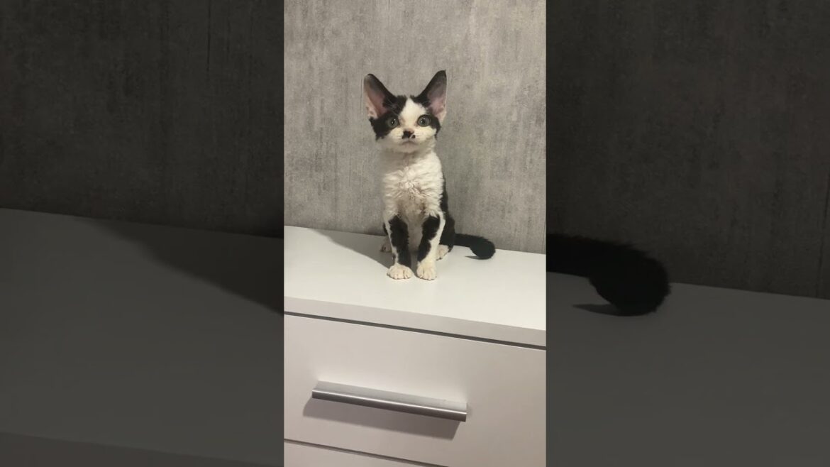 Kylie Black Bicolor Devon Rex Female Kitten Available Now | Purebred Kitties Kylie Black Bicolor Devon Rex Female Kitten Available Now | Purebred Kitties