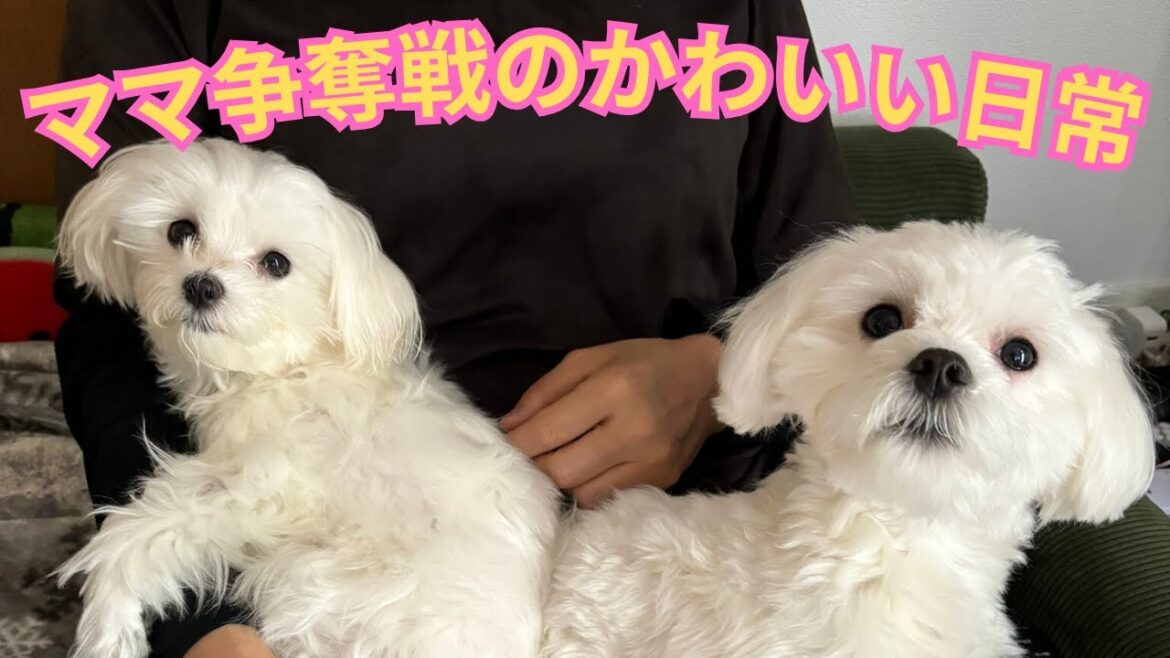 【マルチーズ】ママ争奪戦の日常が可愛すぎる