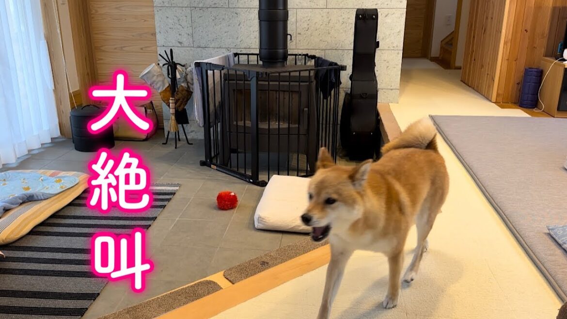家にひとりだけ取り残されパニックになる柴犬