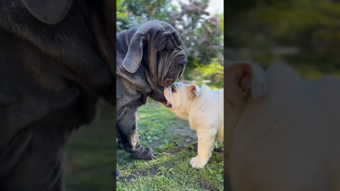 how cute 🥰  Neapolitan Mastiff  // English bulldog  #shorts #viral