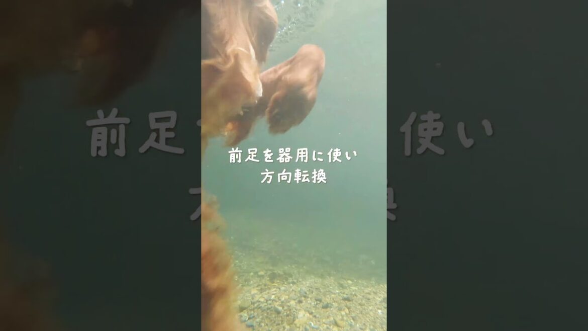 【犬かき】アイリッシュセッターの上手な泳ぎ方！？