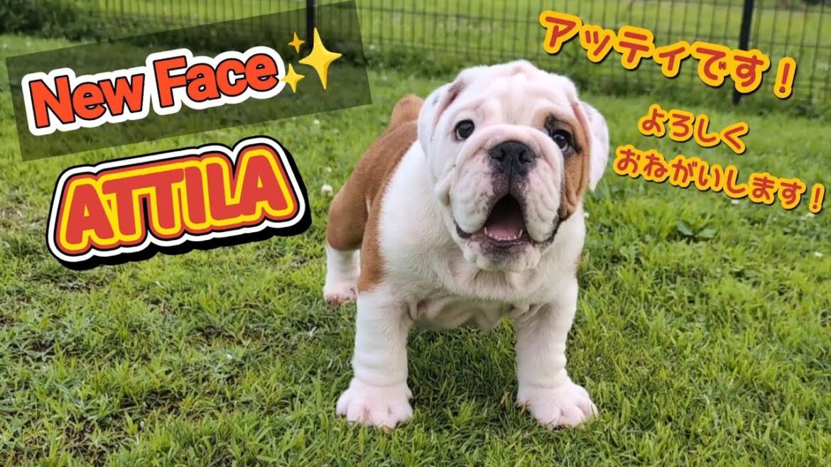 【New Face！】アッティラくん！わが家の一員になりました！@bullto 　#ブルドッグ #ブル #bulldog #ブリーダー #ブルドッグ子犬 #いぬのいる生活 #可愛い #cute