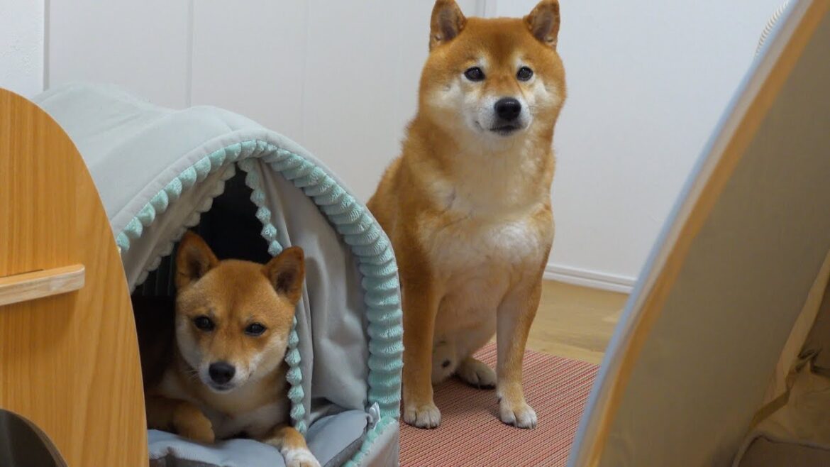 子猫たちが室内で大波乱！そんな時母親役の柴犬が大活躍しました。