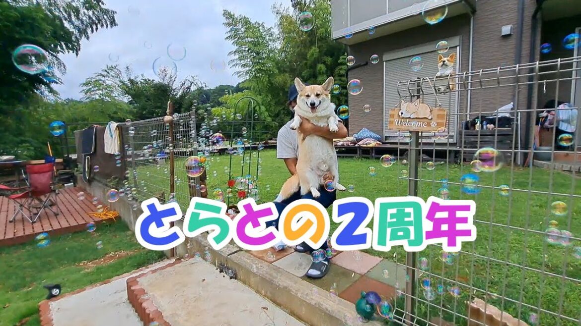「コーギーのとら。」とらが我が家に来て２年がたちました☺