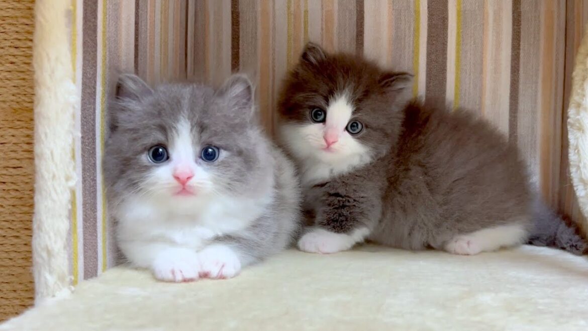 【マンチカンの子猫】見た目が被ってる兄弟を観察した件 ~猫のいる生活Vol.992~出産動画 マンチカン短足・ミヌエット・ペルシャ猫専門ブリーダー『ペット蔵人』【子猫の成長記録】 【マンチカンの子猫】見た目が被ってる兄弟を観察した件 ~猫のいる生活Vol.992~出産動画 マンチカン短足・ミヌエット・ペルシャ猫専門ブリーダー『ペット蔵人』【子猫の成長記録】