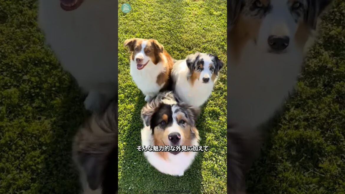 オーストラリアンシェパード🐶次の動画のリクエストをコメントで教えて！ #shorts #dog #犬のいる暮らし