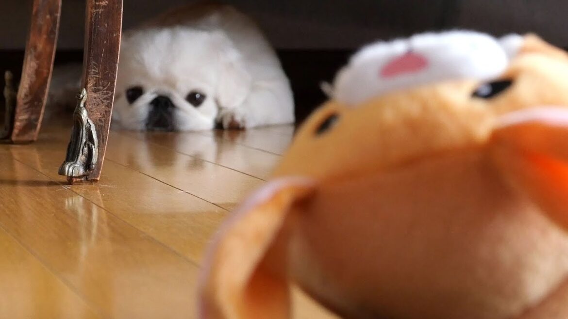 怖がりなボンちゃんの新しいお友達（動くウサギちゃん編）