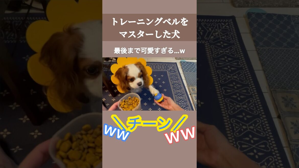 最後まで可愛すぎたwトレーニングベルマスターのキャバリア犬