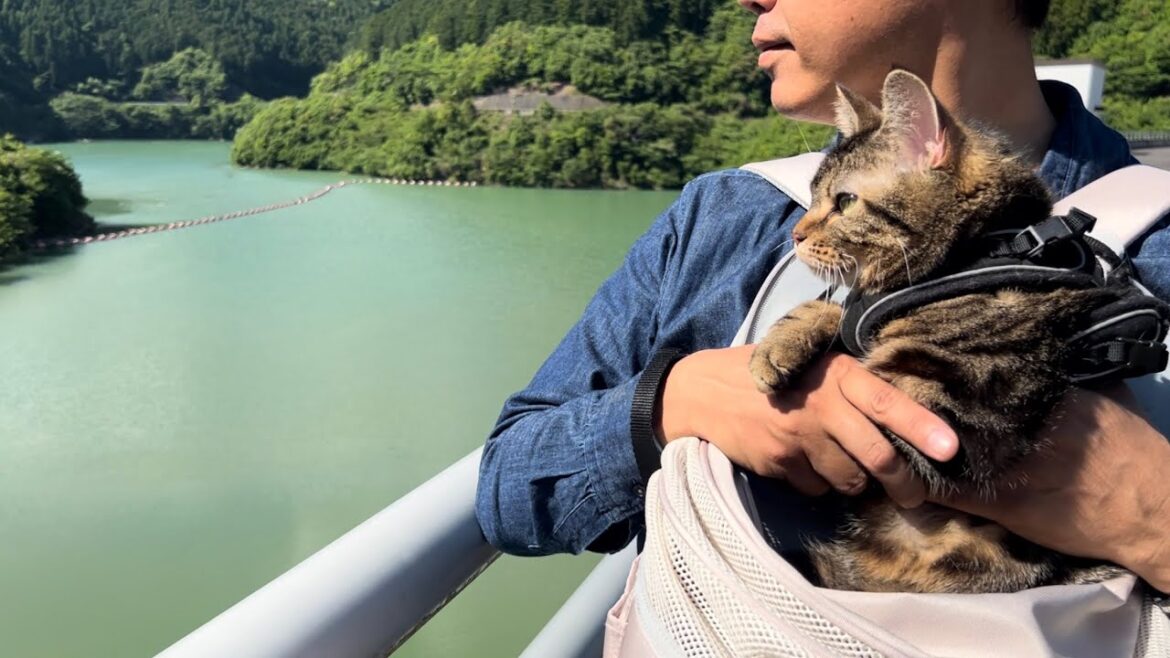 猫と巨大なダムを眺める旅に出たら迫力がすごすぎた