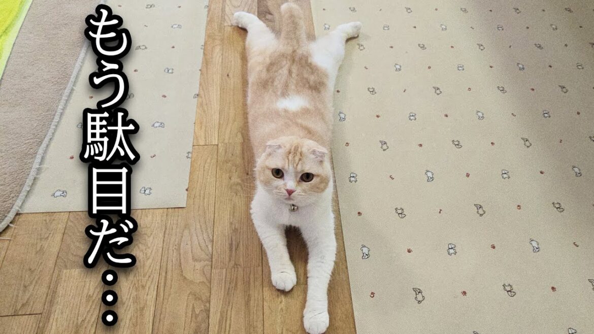 連日の批判コメントに参ってます 連日の批判コメントに参ってます