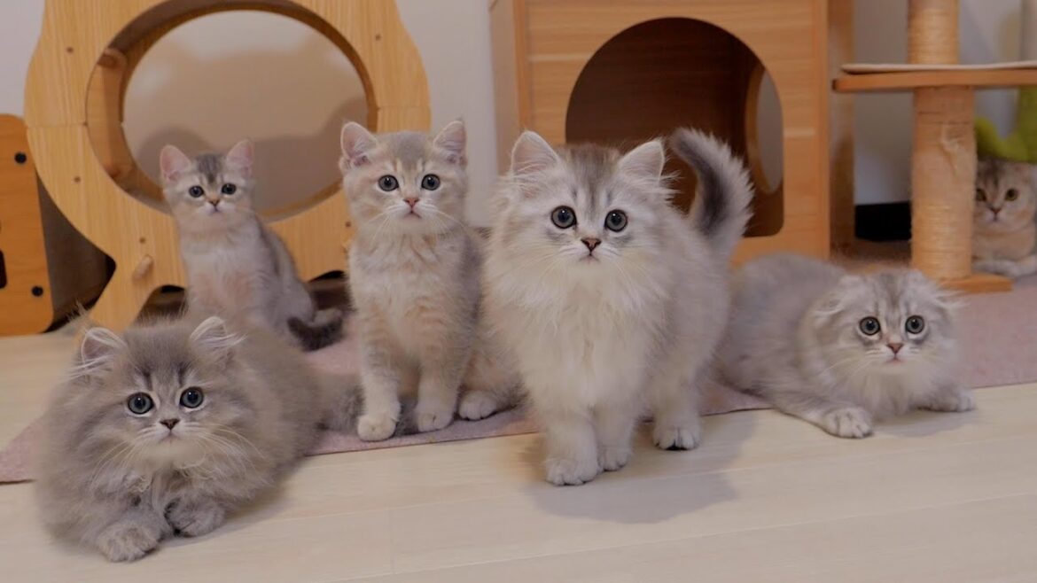 The kittens were so cute that they started helping just by looking at the cleaning tools...