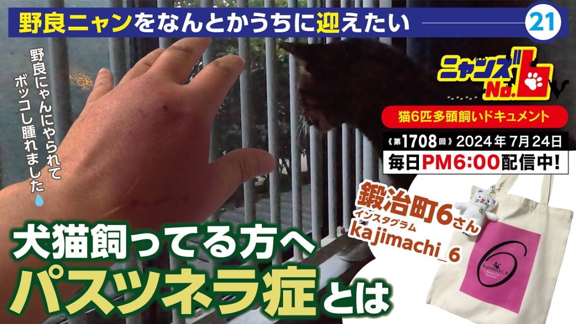 《第1708回》犬猫飼ってる方へ「パスツネラ症」とは／保護猫ボランティア・鍛冶町6さんから購入しました！