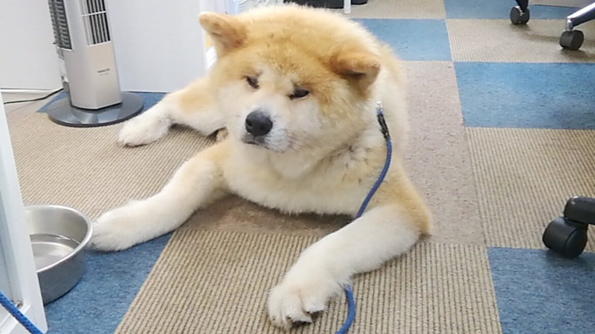 秋田犬会館配信！