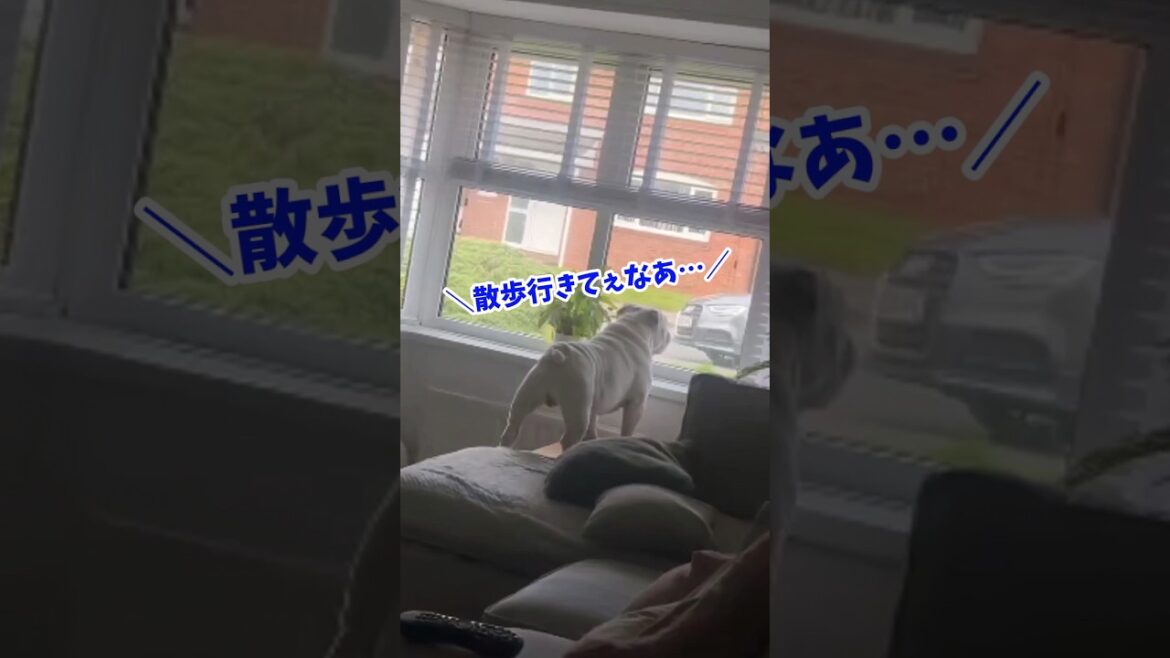 ブルドッグさん見て癒されたら寝ろｗｗｗ #動物 #犬 #2ch動物スレ