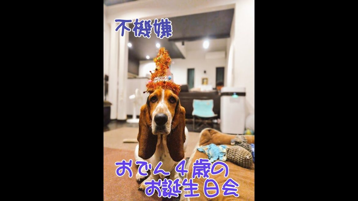 【結局わちゃわちゃ】おでん生誕祭2024