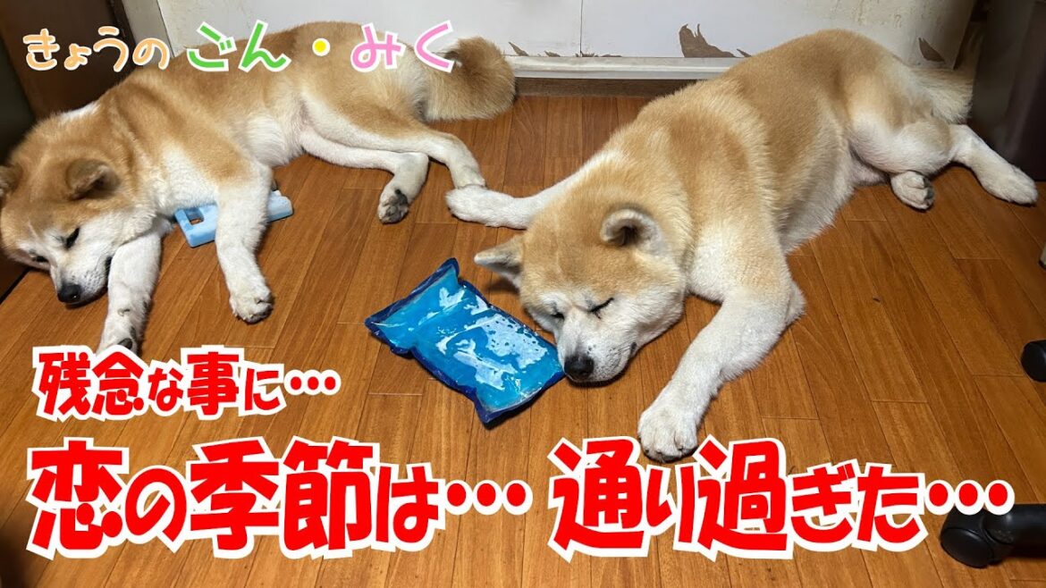 残念な事に… 「恋の季節は…通り過ぎた…」　今日のごん・みく♡　秋田犬【ごん・みく チャンネル】