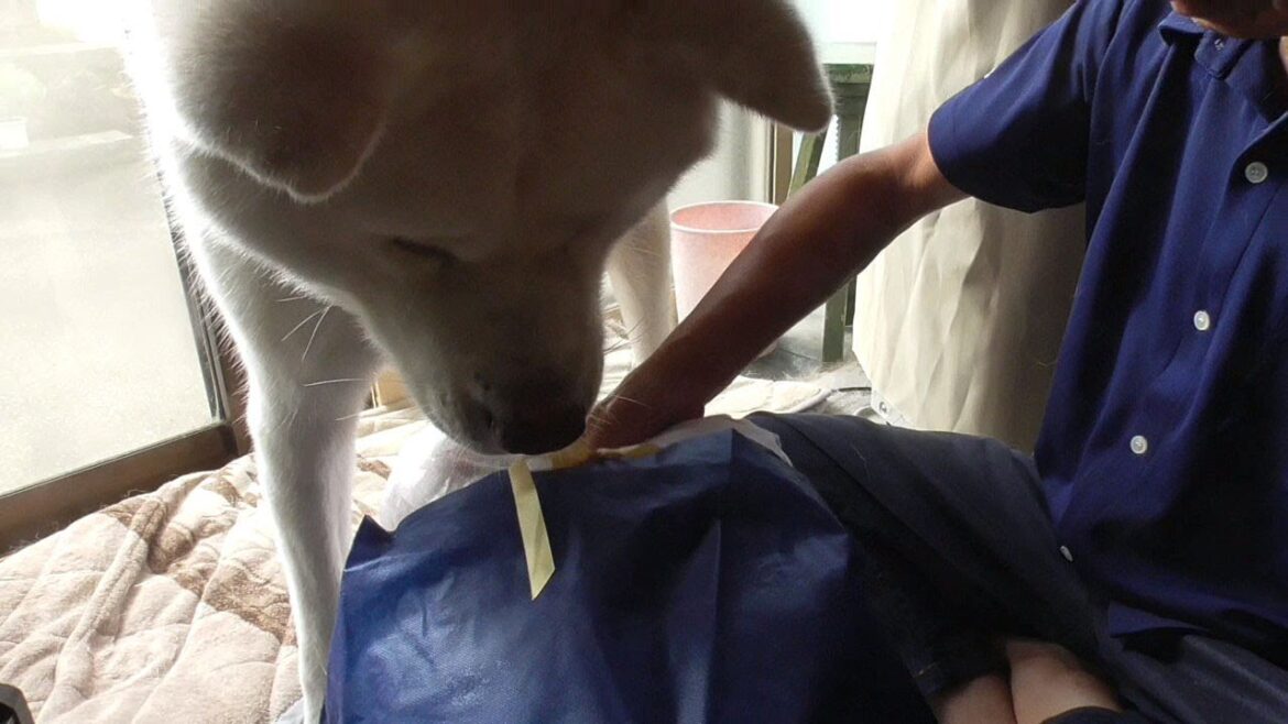 【秋田犬ゆうき】飼い主の誕生日♪ということでお兄ちゃんと弟くんから届いたプレゼントを開封する【akita dog】