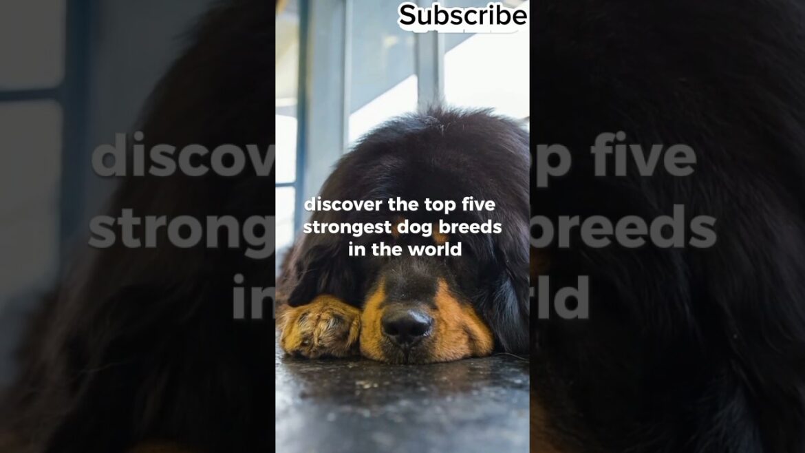 Strongest dog breeds in the world you don’t know #shorts Strongest dog breeds in the world you don't know #shorts