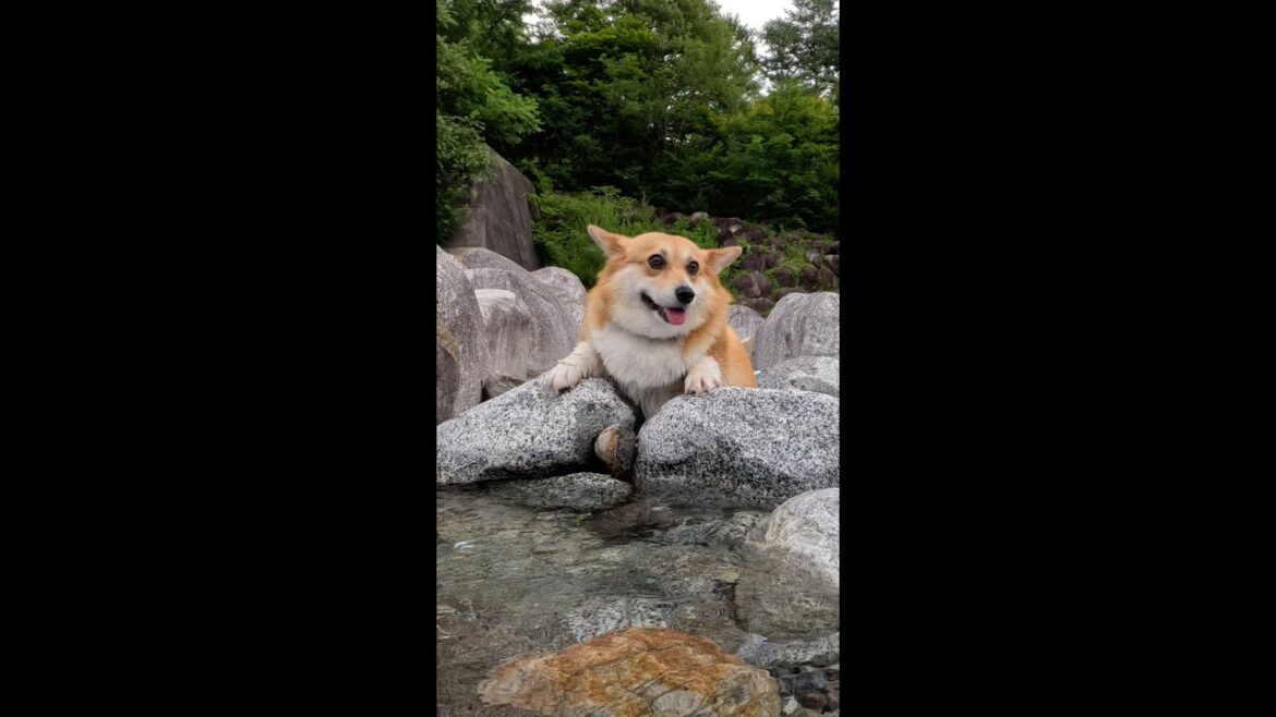 河原で遊ぶコーギー / Corgi playing on the riverbank #corgi #コーギー #サクラ