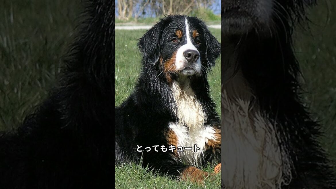 「バーニーズ・マウンテン・ドッグの可愛すぎる雑学3選！」 #犬好き