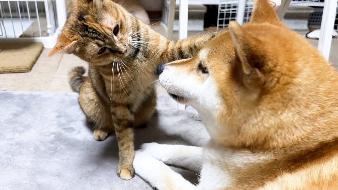 甘えてくる子ども猫が急に遊びモードになっても柴犬は素晴らしい対応力を見せてくれます
