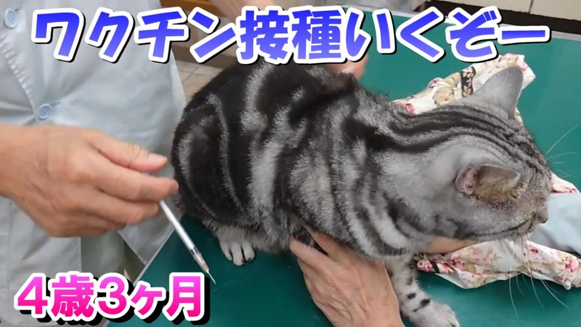 3年ぶりのワクチン接種!猫とお散歩(アメリカンショートヘア) 3年ぶりのワクチン接種!猫とお散歩(アメリカンショートヘア)