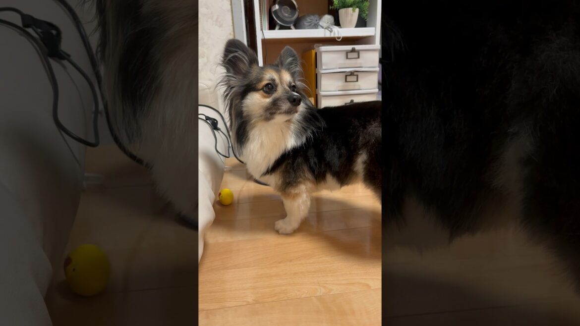 この犬はパピヨン？コーギー？　Is this dog a Papillon or a Corgi? #dog #犬 #cute #可愛い