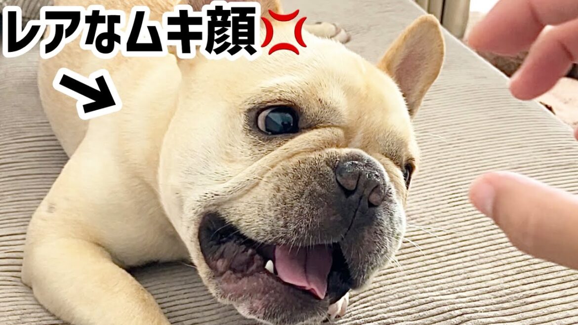 夏の暑さと母ちゃんがうっとうしくて珍しくイライラ💢するフレンチブルドッグ　#暮らし #dog #フレブル #夏