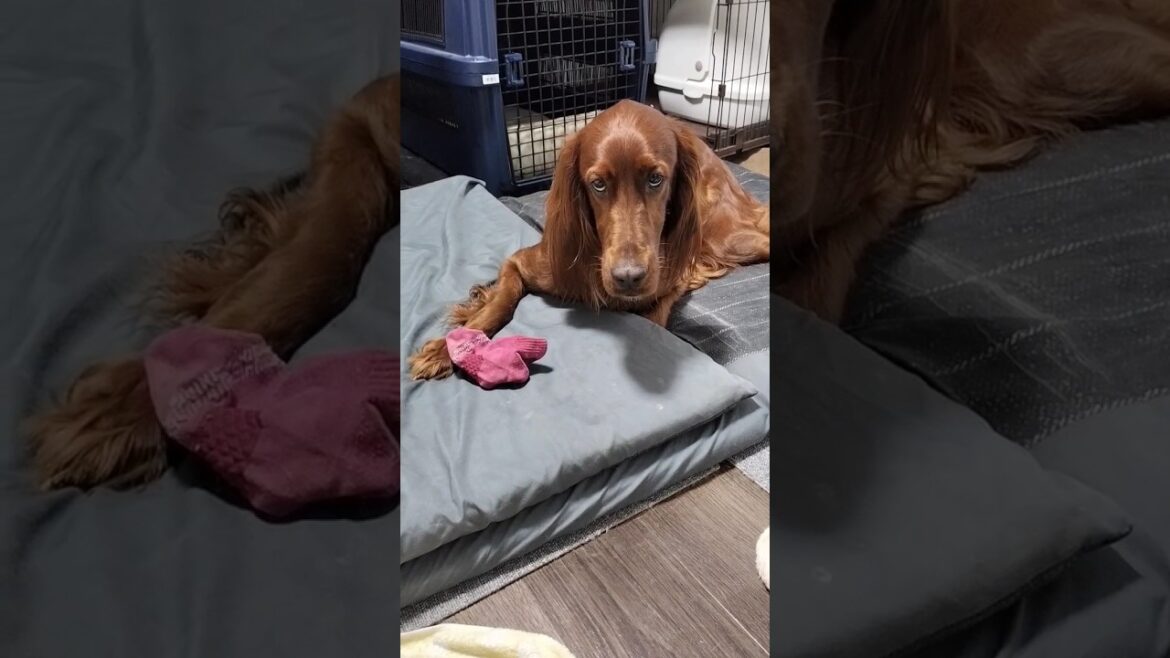 教育的指導 #ペット #dog #犬のいる暮らし #大型犬 #irishsetter #アイリッシュセッター