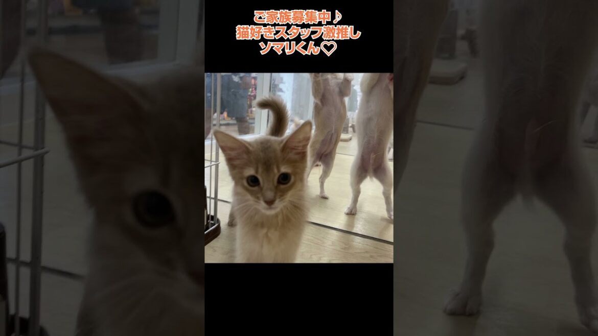 猫好きスタッフ激推しソマリくん😻【横浜ペットショップ ベルドック】#shorts #猫動画 #猫のいる暮らし #ソマリ